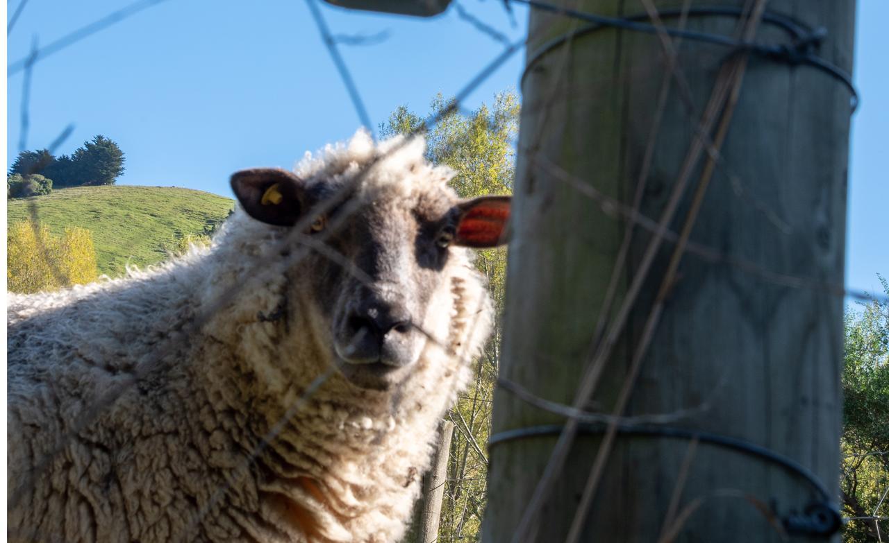 Twin Gullies Bed and Breakfast Akaroa Buitenkant foto